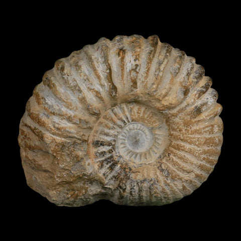 5.2" Acanthoceras Ammonite Fossil Agadir Morocco 360 Million Year Old COA - Fossil Age Minerals