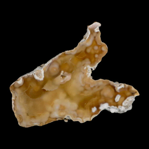 3.7" Agatized Coral Fossil Oligocene and Miocene Epochs Tampa Bay Florida - Fossil Age Minerals