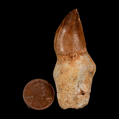 2.3" Mosasaur Prognathodon Anceps Fossil Tooth Rooted Cretaceous Dinosaur Era COA - Fossil Age Minerals