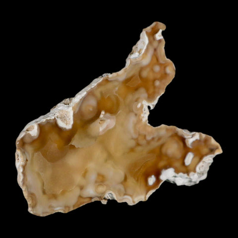 3.7" Agatized Coral Fossil Oligocene and Miocene Epochs Tampa Bay Florida - Fossil Age Minerals