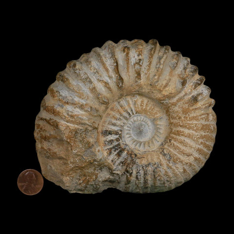 5.2" Acanthoceras Ammonite Fossil Agadir Morocco 360 Million Year Old COA - Fossil Age Minerals