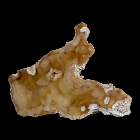 3.7" Agatized Coral Fossil Oligocene and Miocene Epochs Tampa Bay Florida - Fossil Age Minerals