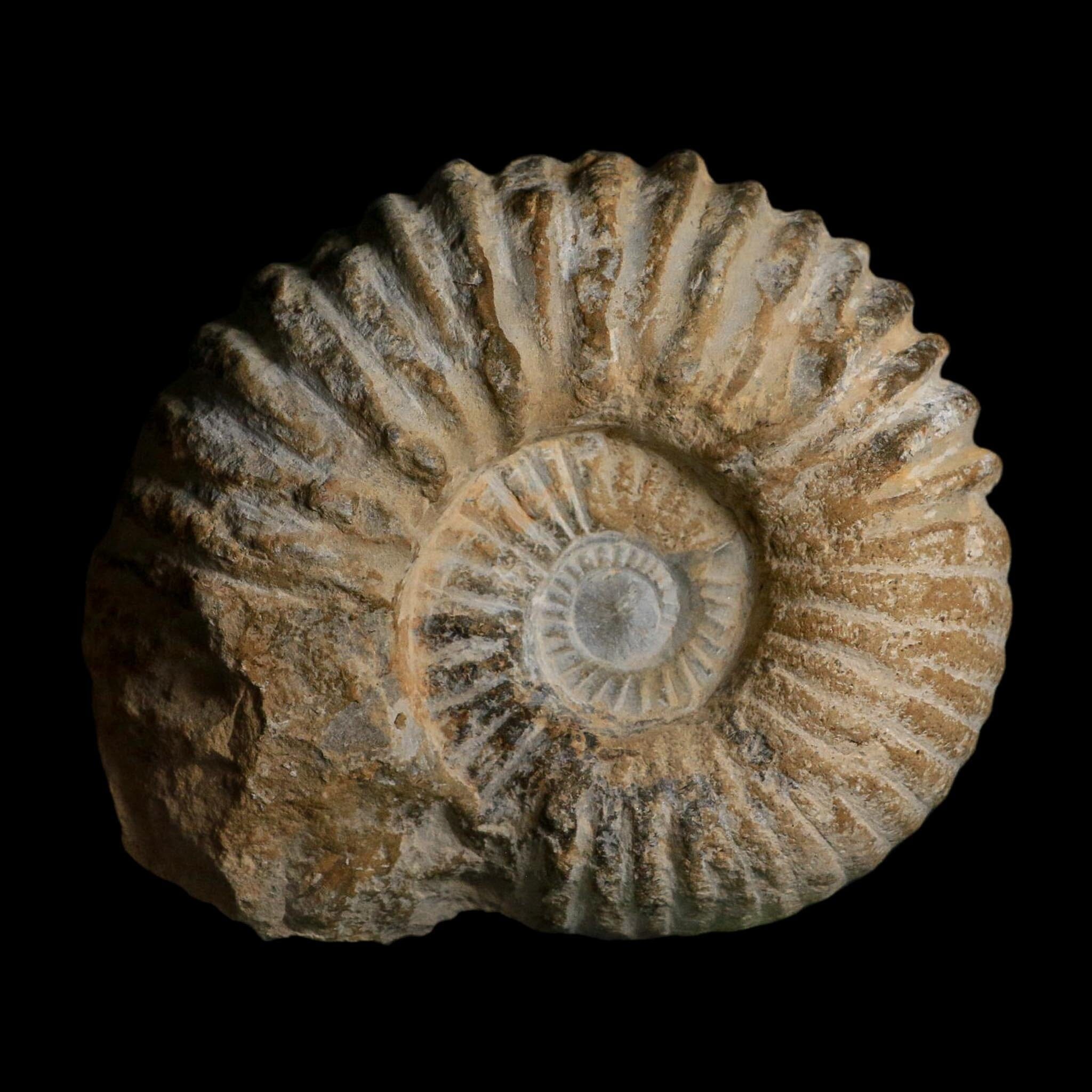 5.2" Acanthoceras Ammonite Fossil Agadir Morocco 360 Million Year Old COA - Fossil Age Minerals