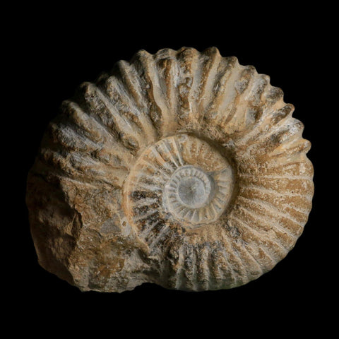 5.2" Acanthoceras Ammonite Fossil Agadir Morocco 360 Million Year Old COA - Fossil Age Minerals
