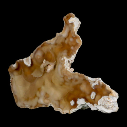 3.7" Agatized Coral Fossil Oligocene and Miocene Epochs Tampa Bay Florida - Fossil Age Minerals