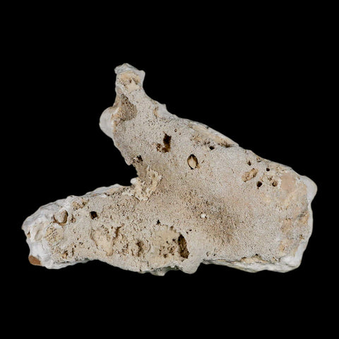 3.7" Agatized Coral Fossil Oligocene and Miocene Epochs Tampa Bay Florida - Fossil Age Minerals