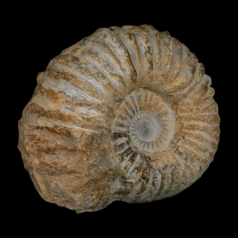 5.2" Acanthoceras Ammonite Fossil Agadir Morocco 360 Million Year Old COA - Fossil Age Minerals