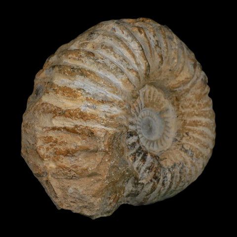 5.2" Acanthoceras Ammonite Fossil Agadir Morocco 360 Million Year Old COA - Fossil Age Minerals