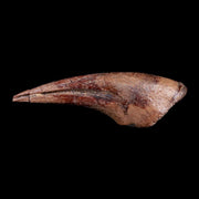 1.5" Rare Juvenile Tyrannosaur Fossil Foot Claw Cretaceous Dinosaur Montana COA