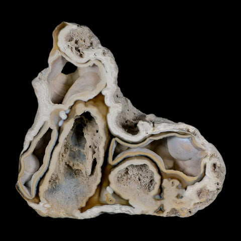 3.8" Agatized Coral Fossil Oligocene and Miocene Epochs Tampa Bay Florida - Fossil Age Minerals