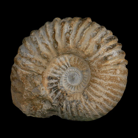5.2" Acanthoceras Ammonite Fossil Agadir Morocco 360 Million Year Old COA - Fossil Age Minerals