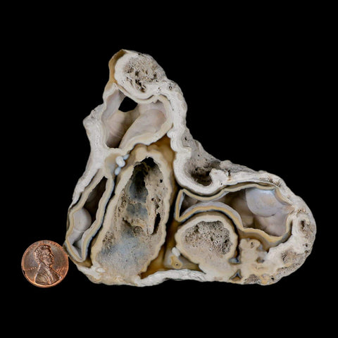 3.8" Agatized Coral Fossil Oligocene and Miocene Epochs Tampa Bay Florida - Fossil Age Minerals