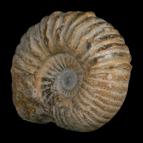 5.2" Acanthoceras Ammonite Fossil Agadir Morocco 360 Million Year Old COA - Fossil Age Minerals