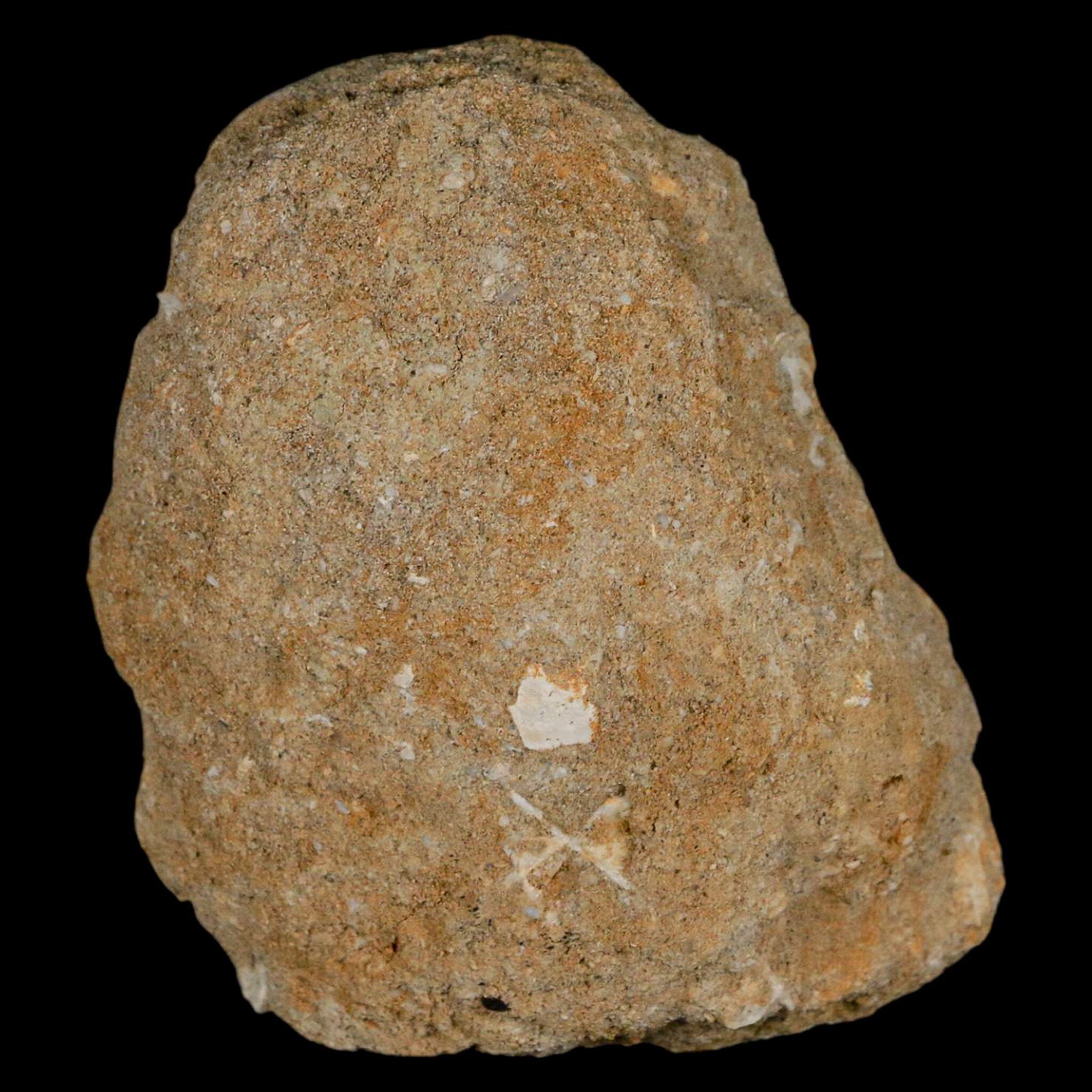 2.3" Mosasaur Prognathodon Fossil Tooth Rooted In Matrix Cretaceous Dinosaur Era - Fossil Age Minerals