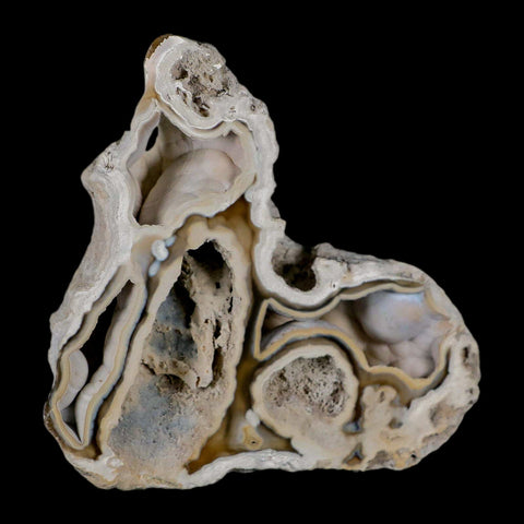 3.8" Agatized Coral Fossil Oligocene and Miocene Epochs Tampa Bay Florida - Fossil Age Minerals