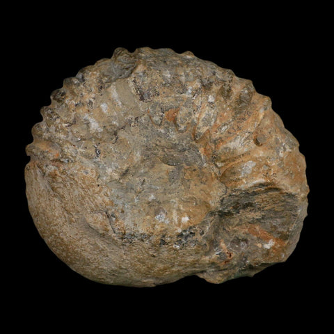 5.2" Acanthoceras Ammonite Fossil Agadir Morocco 360 Million Year Old COA - Fossil Age Minerals