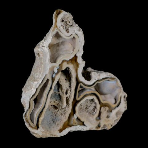 3.8" Agatized Coral Fossil Oligocene and Miocene Epochs Tampa Bay Florida - Fossil Age Minerals