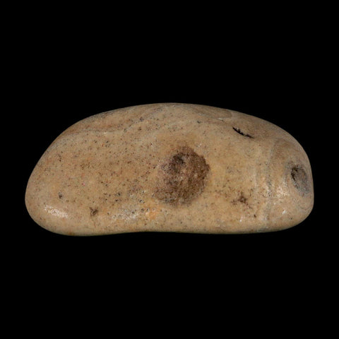 3" Sauropod Dinosaur Stomach Stone Gastrolith Rock Gizzard Stone COA - Fossil Age Minerals