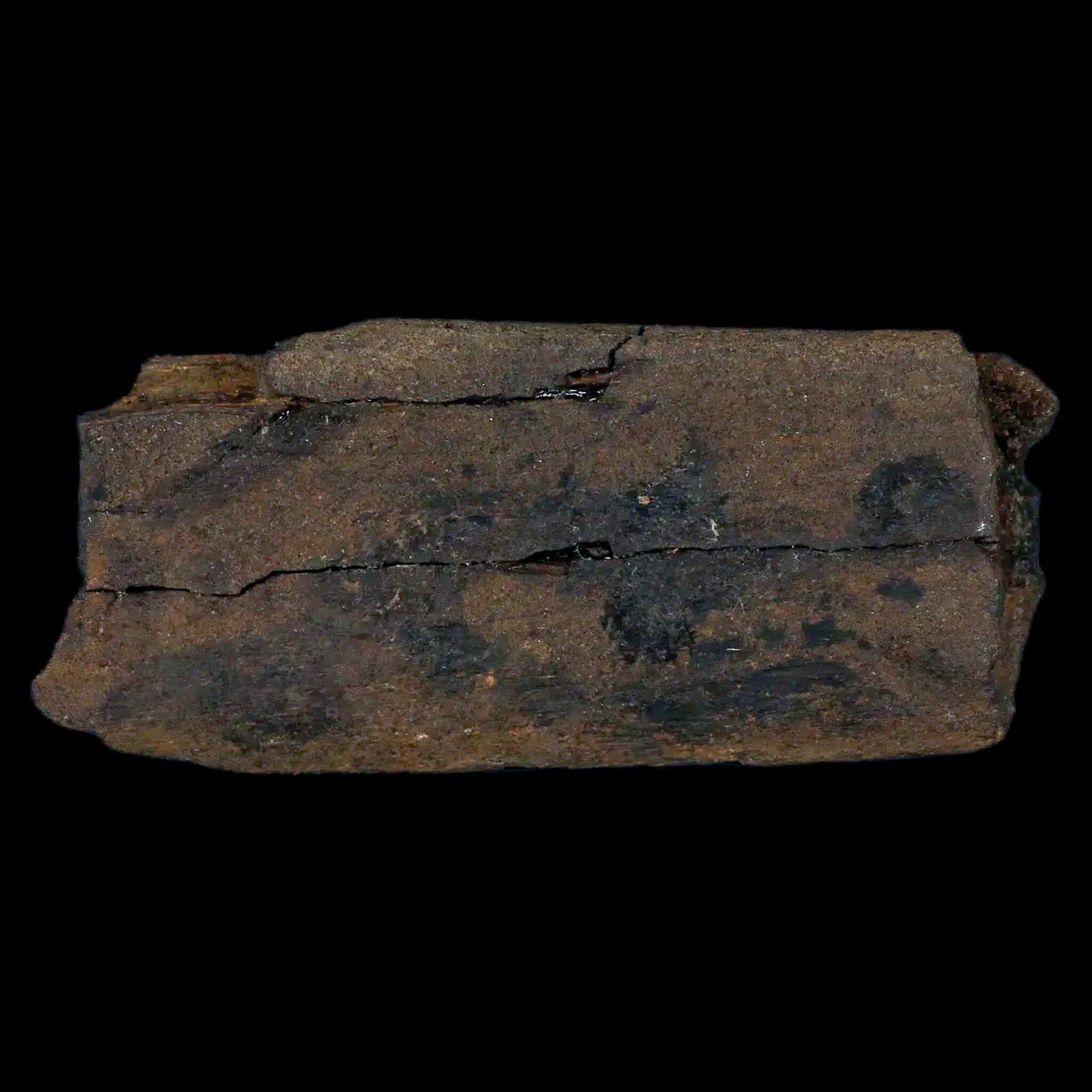 3.4" Hypacrosaurus Dinosaur Fossil Rib Bone Two Medicine FM Cretaceous MT COA - Fossil Age Minerals