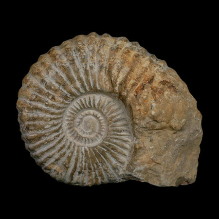 4.8" Acanthoceras Ammonite Fossil Agadir Morocco 360 Million Year Old COA