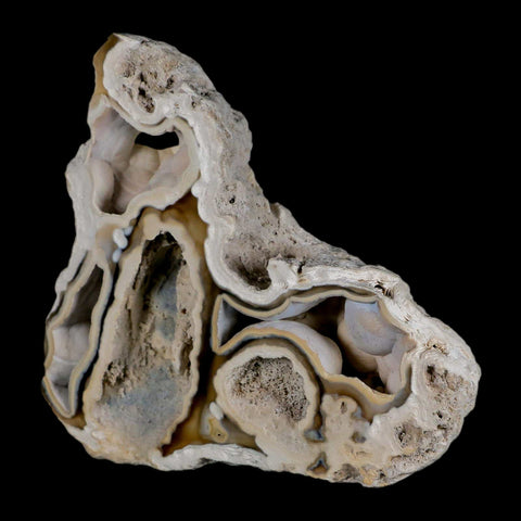 3.8" Agatized Coral Fossil Oligocene and Miocene Epochs Tampa Bay Florida - Fossil Age Minerals