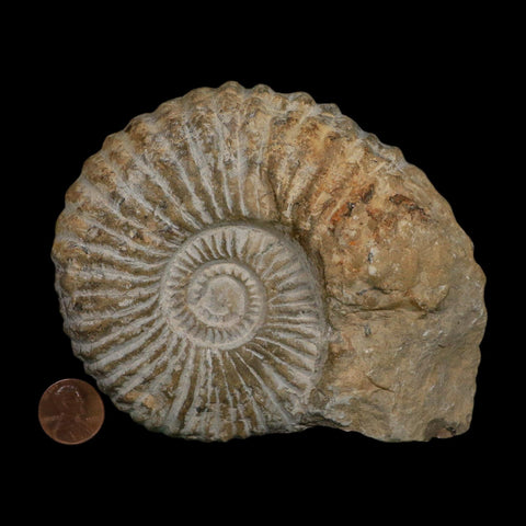 4.8" Acanthoceras Ammonite Fossil Agadir Morocco 360 Million Year Old COA - Fossil Age Minerals