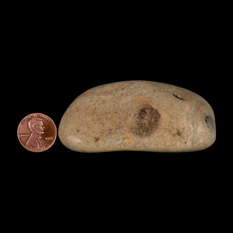 3" Sauropod Dinosaur Stomach Stone Gastrolith Rock Gizzard Stone COA - Fossil Age Minerals
