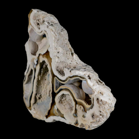 3.8" Agatized Coral Fossil Oligocene and Miocene Epochs Tampa Bay Florida - Fossil Age Minerals