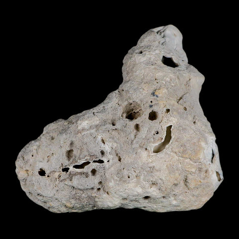 3.8" Agatized Coral Fossil Oligocene and Miocene Epochs Tampa Bay Florida - Fossil Age Minerals
