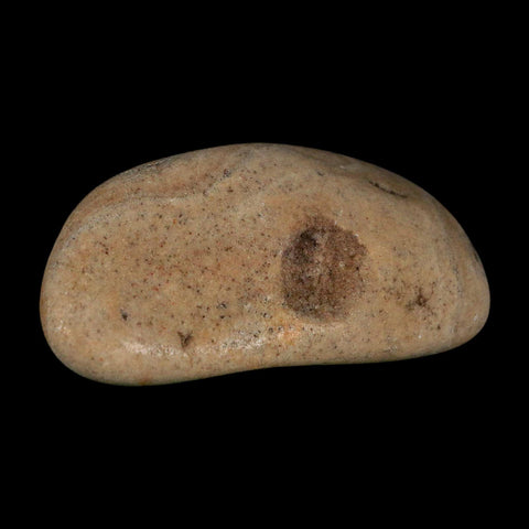 3" Sauropod Dinosaur Stomach Stone Gastrolith Rock Gizzard Stone COA - Fossil Age Minerals