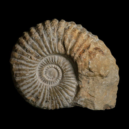 4.8" Acanthoceras Ammonite Fossil Agadir Morocco 360 Million Year Old COA