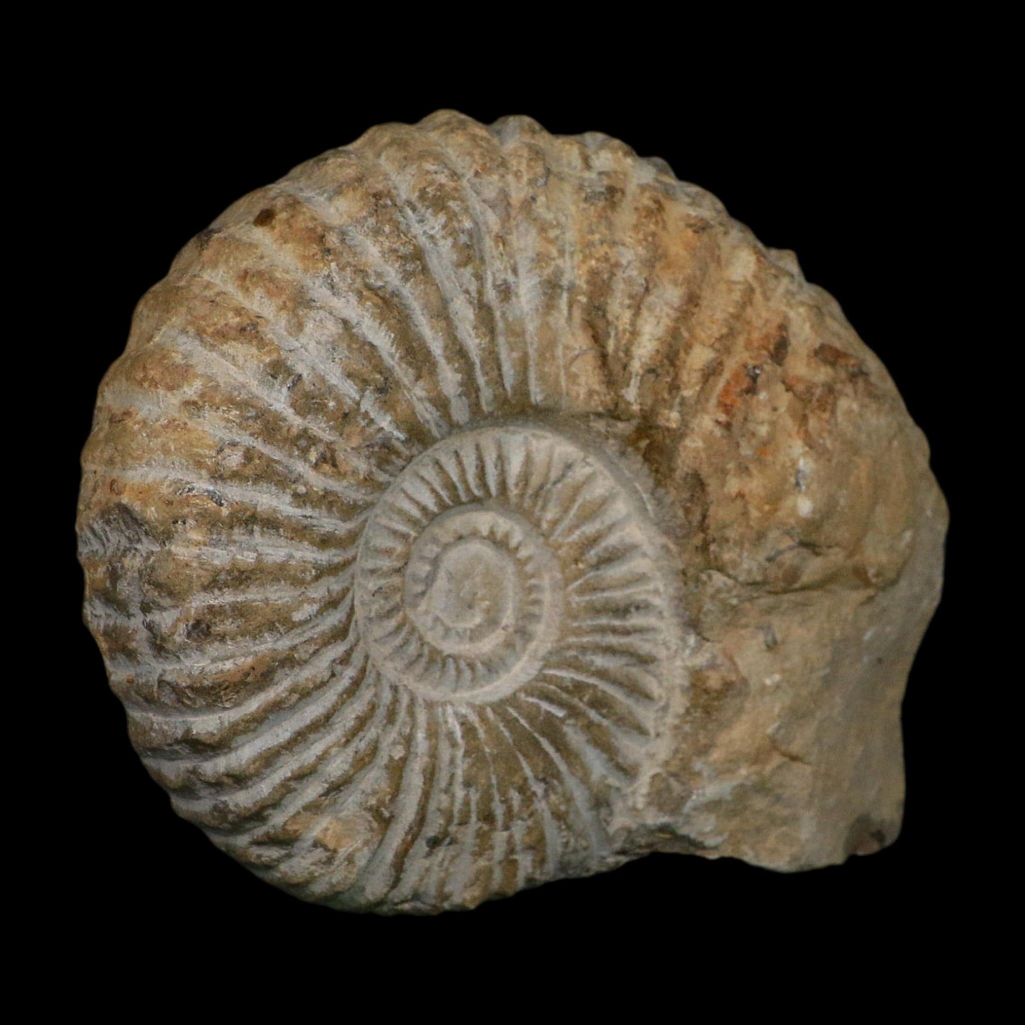 4.8" Acanthoceras Ammonite Fossil Agadir Morocco 360 Million Year Old COA - Fossil Age Minerals