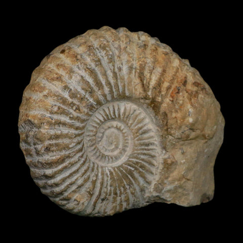 4.8" Acanthoceras Ammonite Fossil Agadir Morocco 360 Million Year Old COA - Fossil Age Minerals