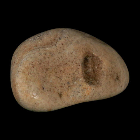 3" Sauropod Dinosaur Stomach Stone Gastrolith Rock Gizzard Stone COA - Fossil Age Minerals