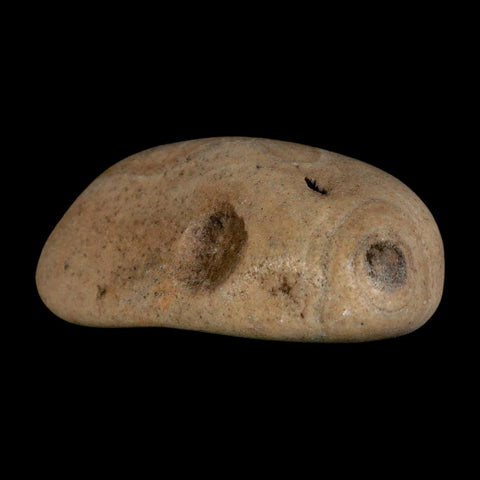 3" Sauropod Dinosaur Stomach Stone Gastrolith Rock Gizzard Stone COA - Fossil Age Minerals