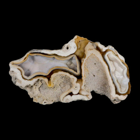 3.9" Agatized Coral Fossil Oligocene and Miocene Epochs Tampa Bay Florida - Fossil Age Minerals
