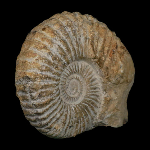 4.8" Acanthoceras Ammonite Fossil Agadir Morocco 360 Million Year Old COA - Fossil Age Minerals