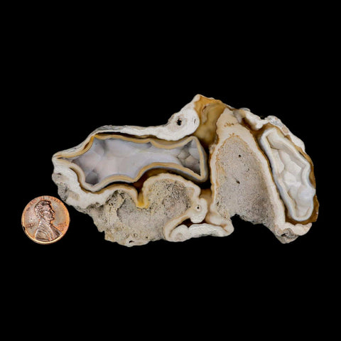 3.9" Agatized Coral Fossil Oligocene and Miocene Epochs Tampa Bay Florida - Fossil Age Minerals
