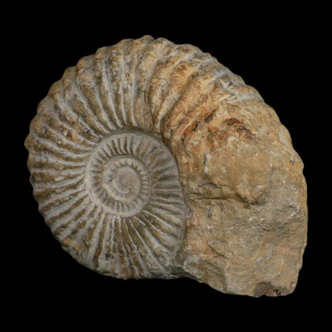 4.8" Acanthoceras Ammonite Fossil Agadir Morocco 360 Million Year Old COA - Fossil Age Minerals