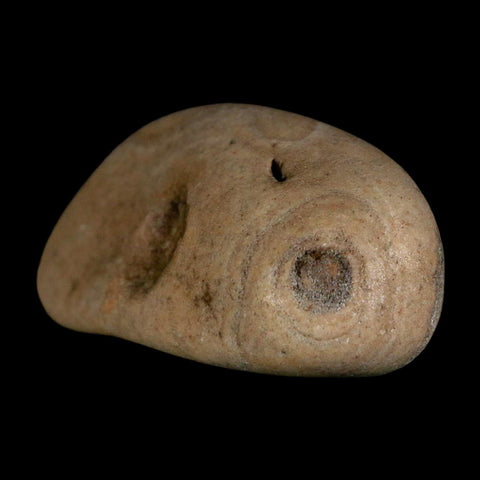 3" Sauropod Dinosaur Stomach Stone Gastrolith Rock Gizzard Stone COA - Fossil Age Minerals