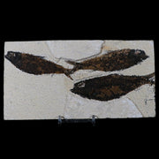 3 Three Knightia Eocaena Fossil Fish Green River FM WY Eocene Age COA & Stand