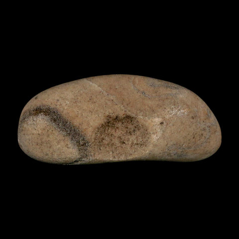 3" Sauropod Dinosaur Stomach Stone Gastrolith Rock Gizzard Stone COA - Fossil Age Minerals