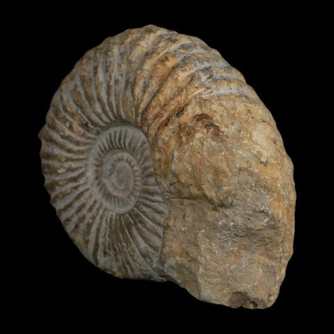4.8" Acanthoceras Ammonite Fossil Agadir Morocco 360 Million Year Old COA - Fossil Age Minerals