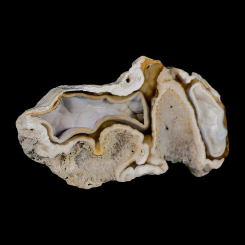 3.9" Agatized Coral Fossil Oligocene and Miocene Epochs Tampa Bay Florida - Fossil Age Minerals