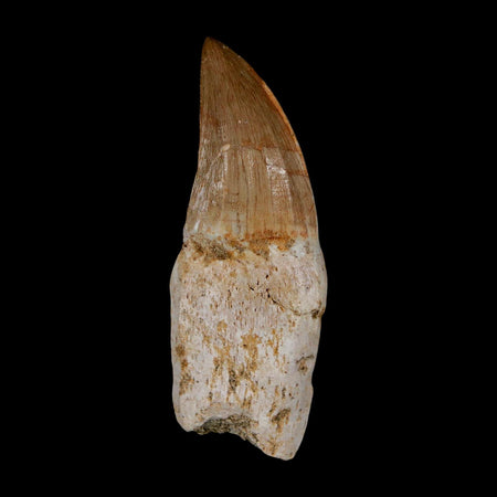 2.4" Mosasaur Eremiasaurus Fossil Tooth Rooted Cretaceous Dinosaur Era COA