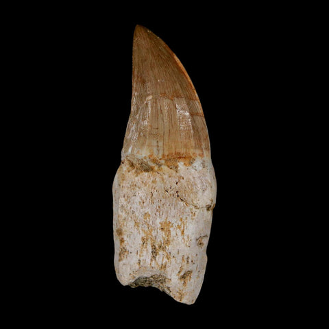 2.4" Mosasaur Eremiasaurus Fossil Tooth Rooted Cretaceous Dinosaur Era COA