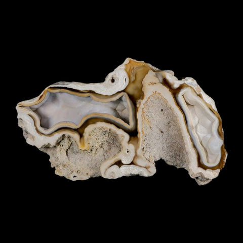 3.9" Agatized Coral Fossil Oligocene and Miocene Epochs Tampa Bay Florida - Fossil Age Minerals