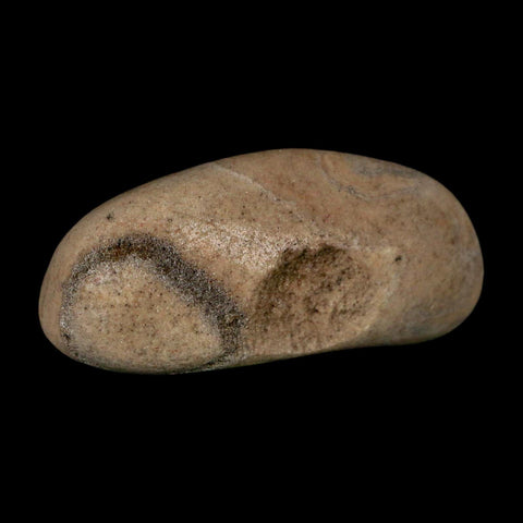 3" Sauropod Dinosaur Stomach Stone Gastrolith Rock Gizzard Stone COA - Fossil Age Minerals