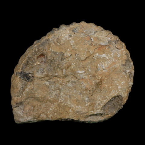 4.8" Acanthoceras Ammonite Fossil Agadir Morocco 360 Million Year Old COA - Fossil Age Minerals
