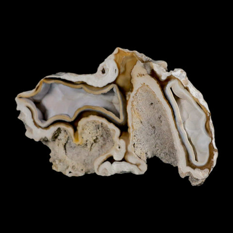 3.9" Agatized Coral Fossil Oligocene and Miocene Epochs Tampa Bay Florida - Fossil Age Minerals